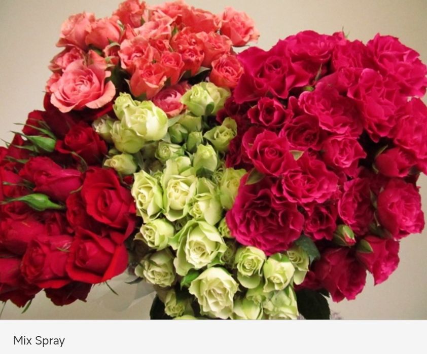 Цветы Эквадор опт