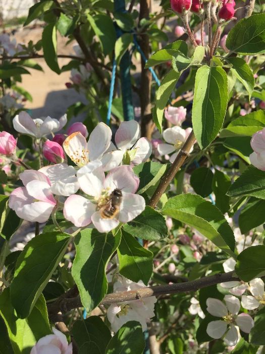 Продам запечатанные бревна пчелы  "ОСМИЯ"