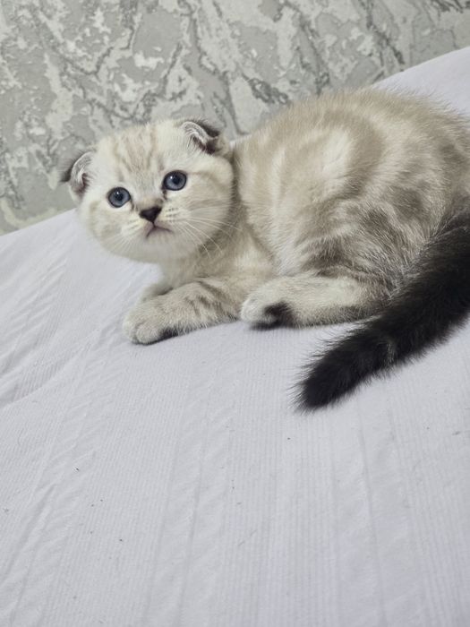 Продается породистый котенок скотиш фолд мальчик