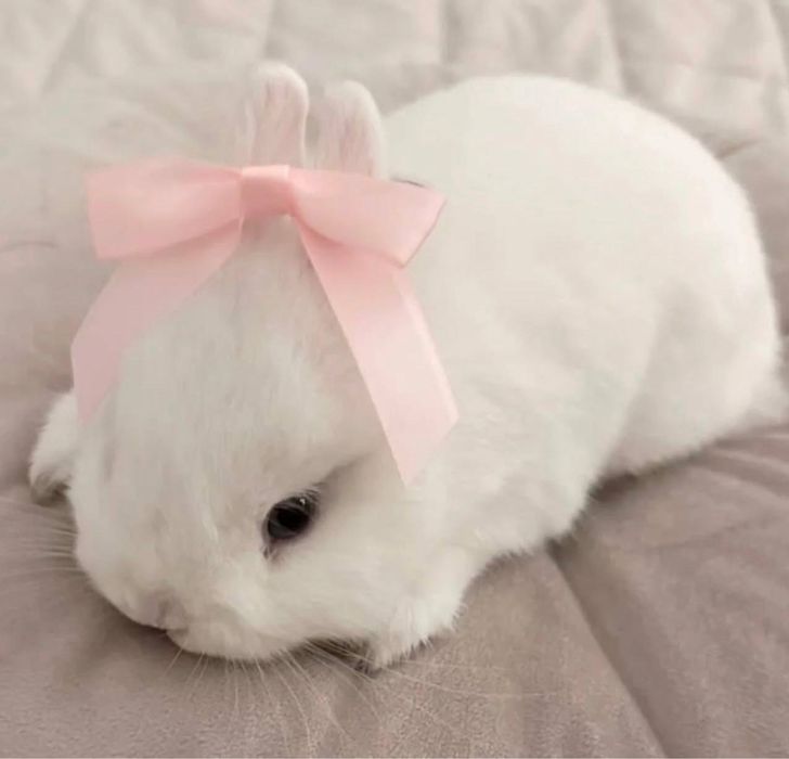 Карликовые кролики.