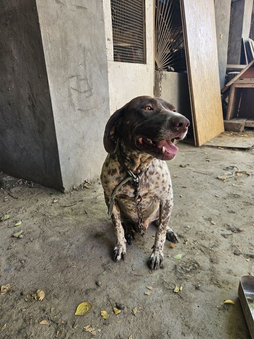 Курцхар кабель полный рабочый