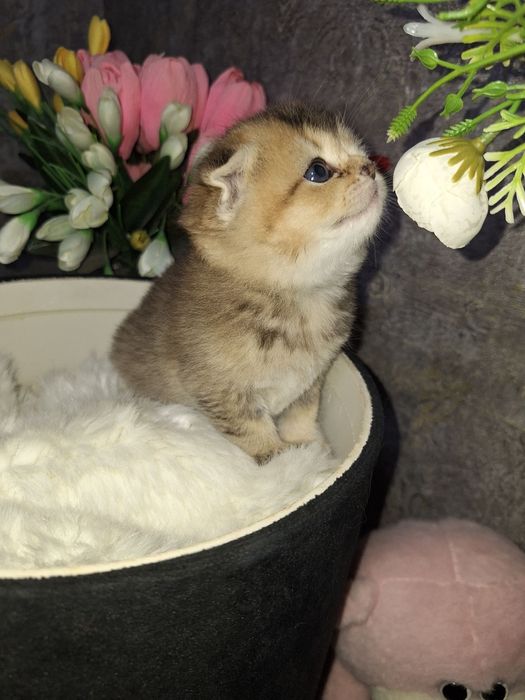 Эти глазки ищут свой дом 
Шиншилла фолд
Бронь открыта — Direct 
Ши