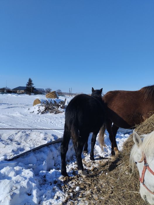 Продам жеребчика .