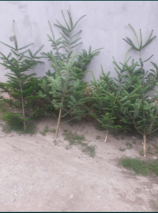 Brazi de nuntă și baloți de cracă