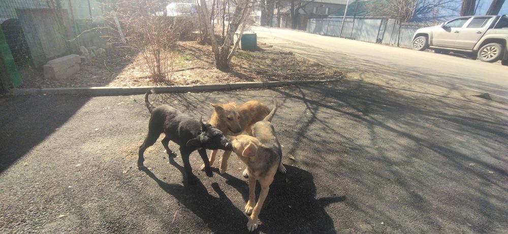 Собаки в хорошие руки