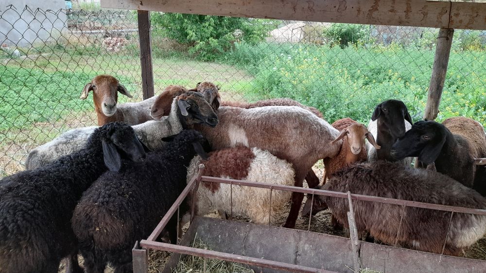 Семіз қой,қозы,тоқты