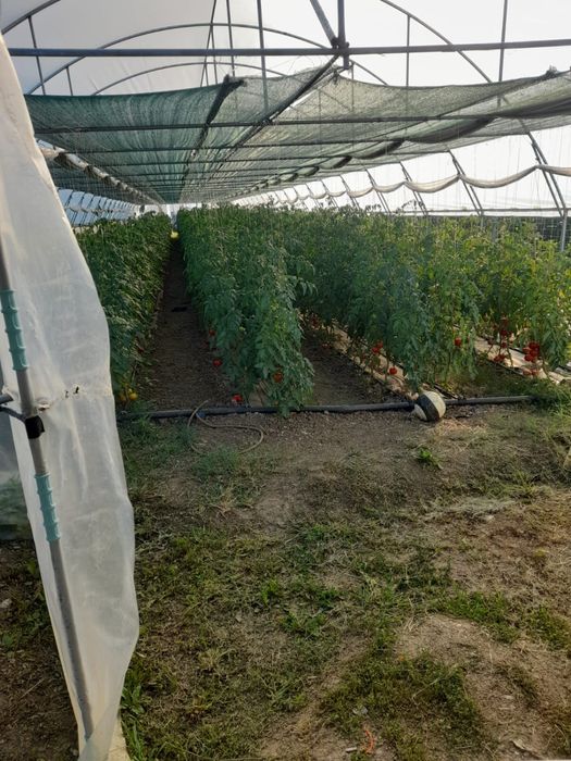 Vand solarii cu teren cu tot