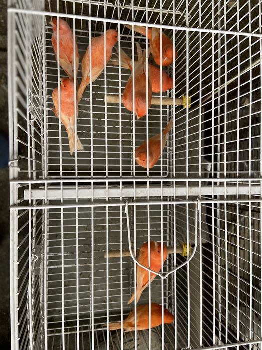 Canari rosi 2025 inelati cu inel inchis