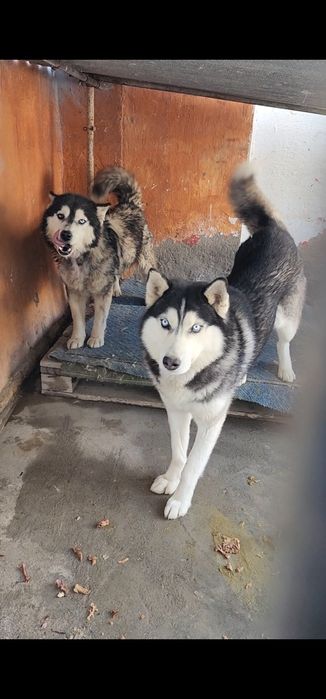 Xaski aqli  erkak va ayol