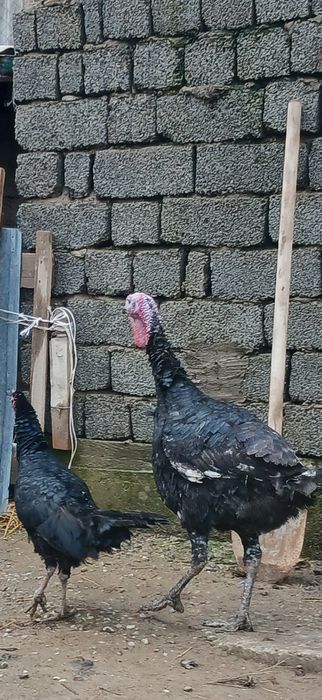 Үндік  Шымкентте