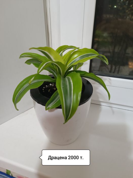 Продаю цветы разные