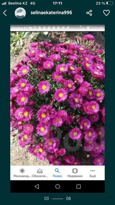 Продам цветы и кустарники многолетки