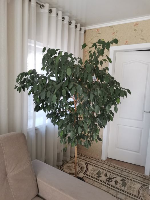 Продам цветок фикус