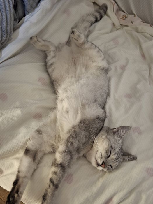 пропала кошка,лия