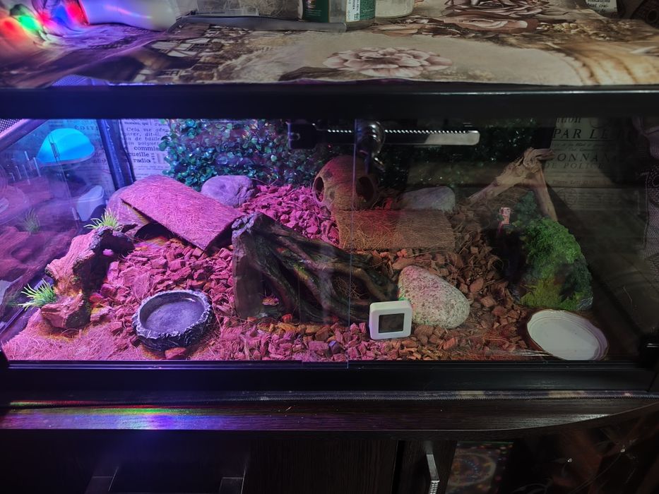 Маисовый полоз и террариум