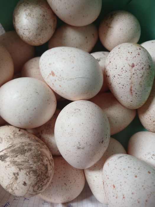 Птицы индюки и индюшки