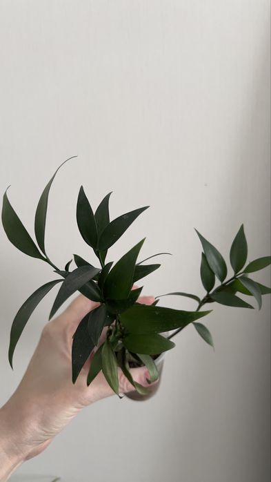 Рускус (иглица)