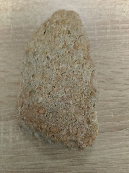 A Gray Rock (Looks like a Shell Fossil but I'm not sure)