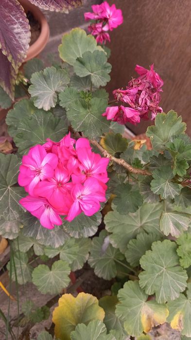 Комнатные цветы красивые