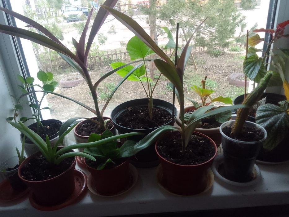 Продам комнатные цветы