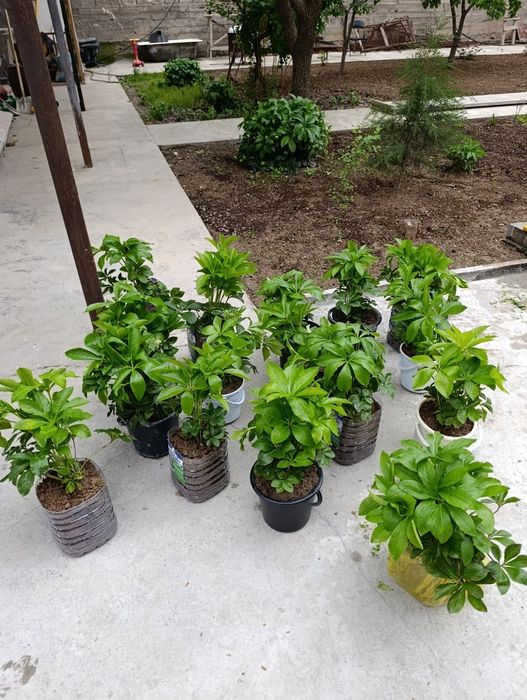 Марозник гуллари сотилади нархи 50000 мингдан келишилади