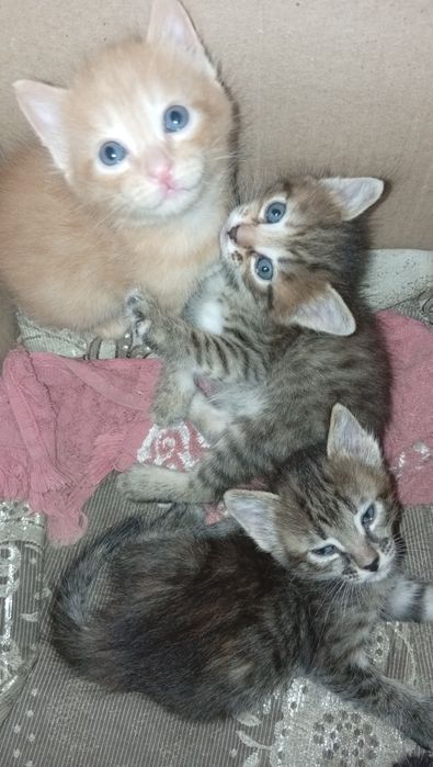 Котята в добрые руки