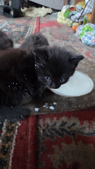 Отдам котят в добрые руки