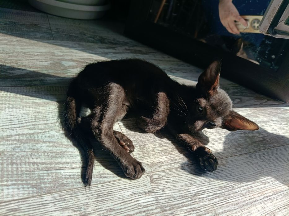 Котята ориентальной породы