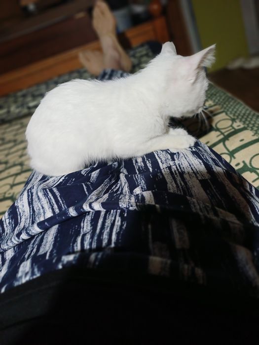 Котенок - девочка, 2,5 мес.