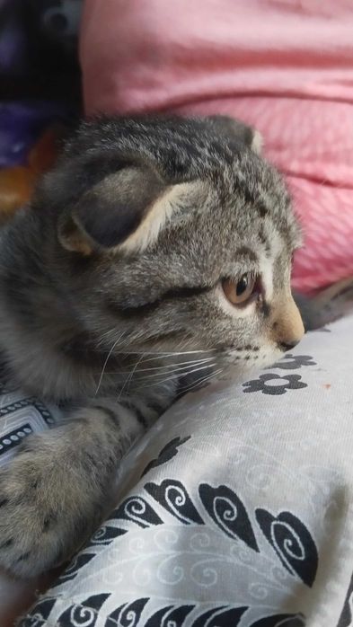 Котёнок вислоухий