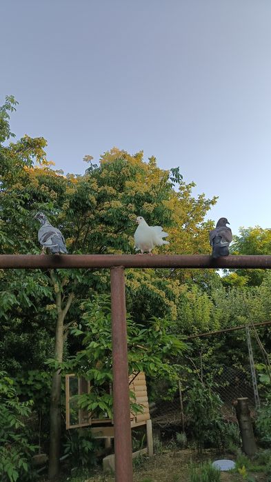 porumbei voltati ( rotati) curcanasi