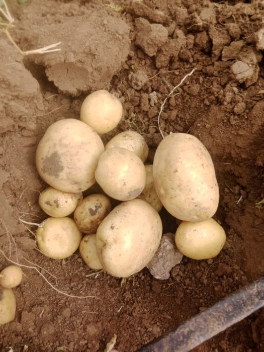 Продам кортофель