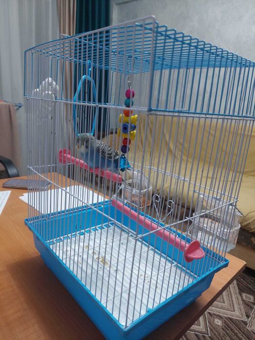 Попугай Кеша, ручная