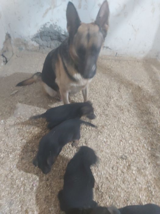 Продаются чистокровные щенки немецкой овчарки.