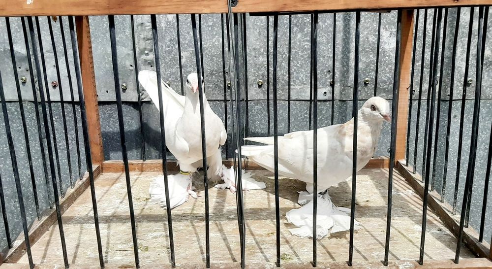 Продам молодых голубей