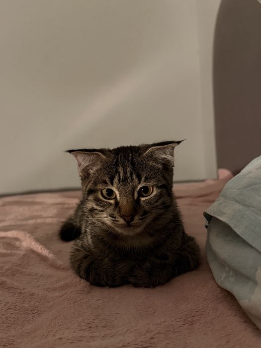 Шотландский вислоухий котёнок