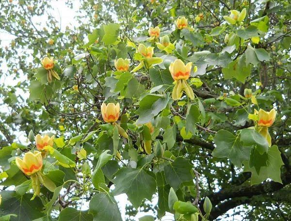 Растении для ландшафта