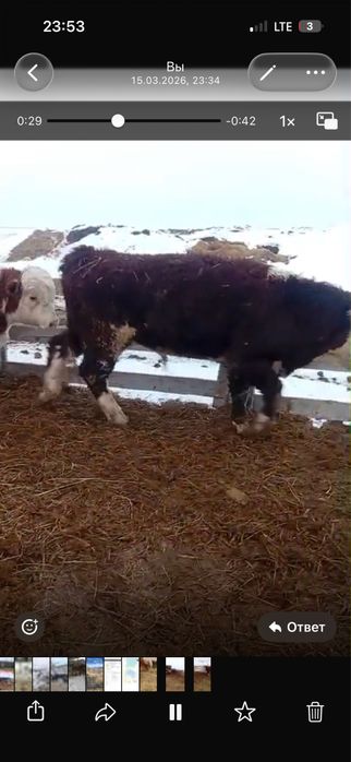 Откорм букалар сатылады