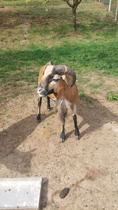 Oi de camerun; berbec de camerun; miei