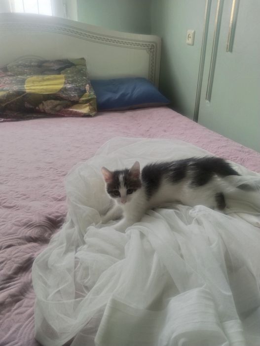 Котёнок кошка мысык мальчик