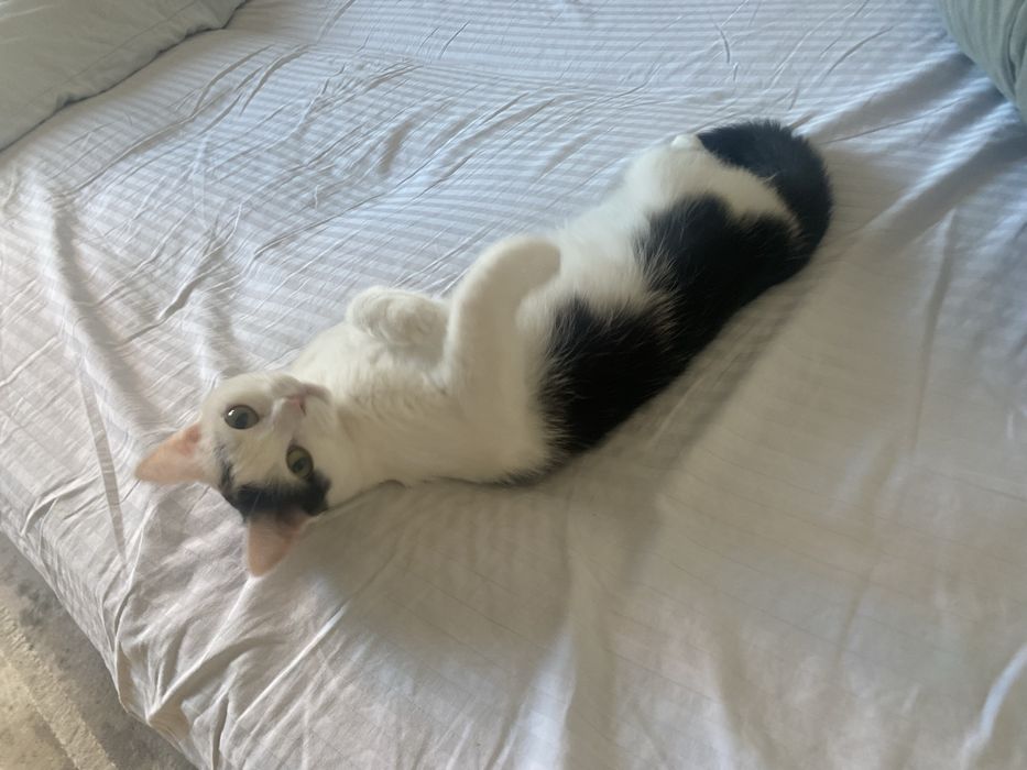 Кошка девочка бесплатно