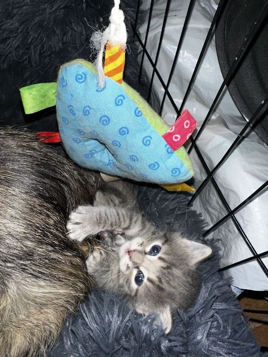 Отдам котят! От кошки мышеловки!