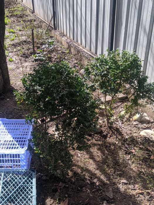 Самшит декоративный