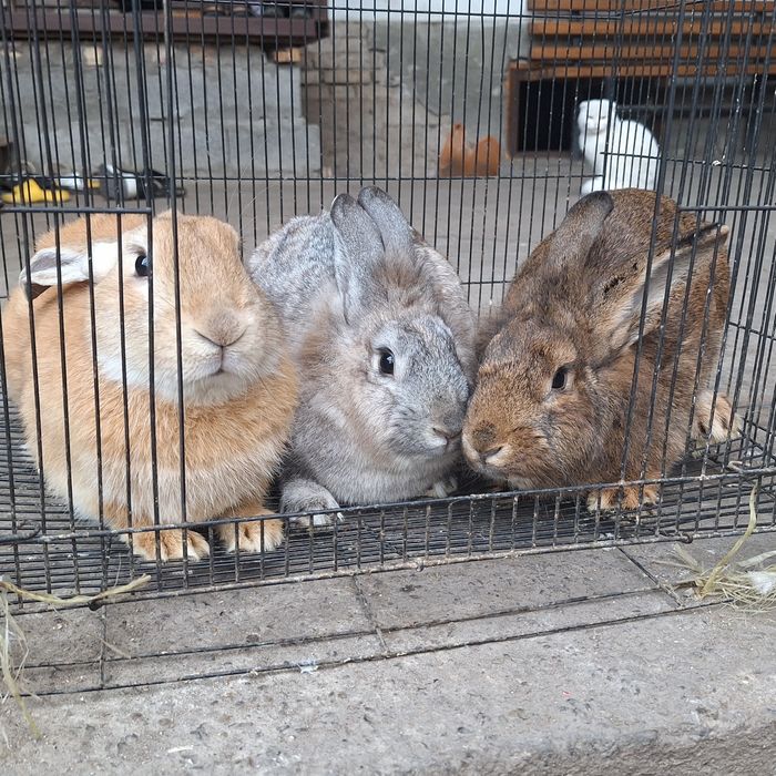 Взрослые  кролики продаётся
