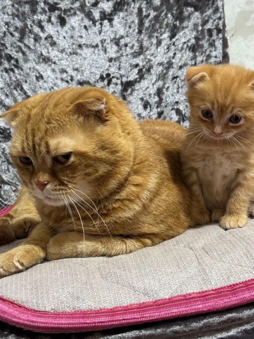 Котята Вислоухие