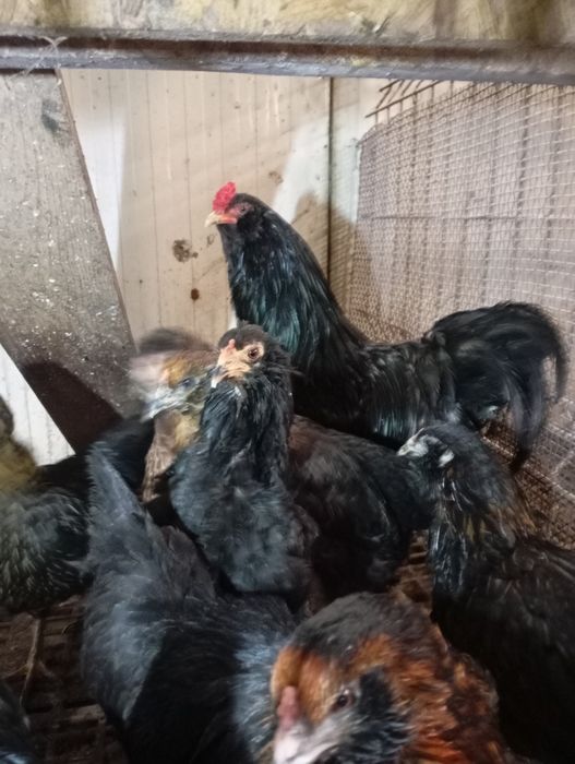 Ouă verzi Ameraucana