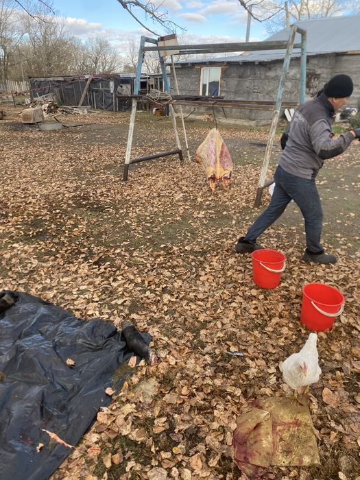 Мал соямыз ірі қара жылқы малы