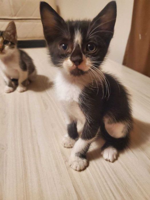 Две прекрасни котенца на 2 месеца търсят дом