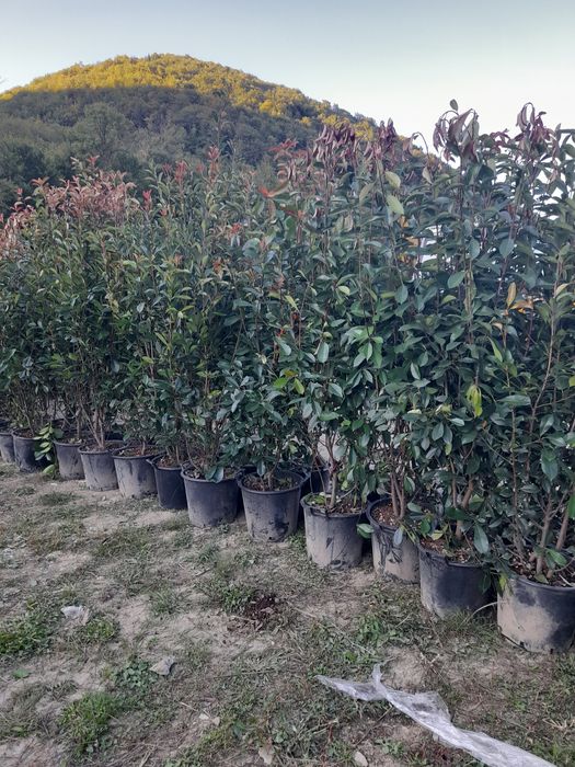 Pawlonia,mesteacăn tei,