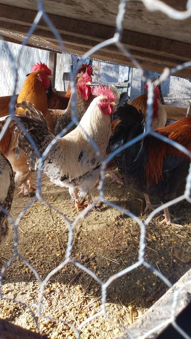 Cocoși și găini de ȚARĂ